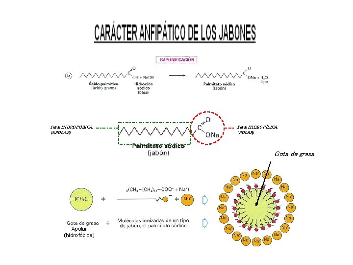 Parte HIDROFÓBICA (APOLAR) Parte HIDROFÍLICA (POLAR) Gota de grasa Apolar (hidrofóbica) Parte HIDROFÓBICA (APOLAR) Parte HIDROFÍLICA (POLAR) Gota de grasa Apolar (hidrofóbica)
