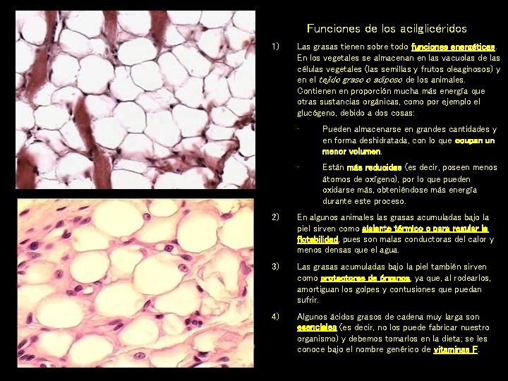 Funciones de los acilglicéridos 1) Las grasas tienen sobre todo funciones energéticas. En los Funciones de los acilglicéridos 1) Las grasas tienen sobre todo funciones energéticas. En los
