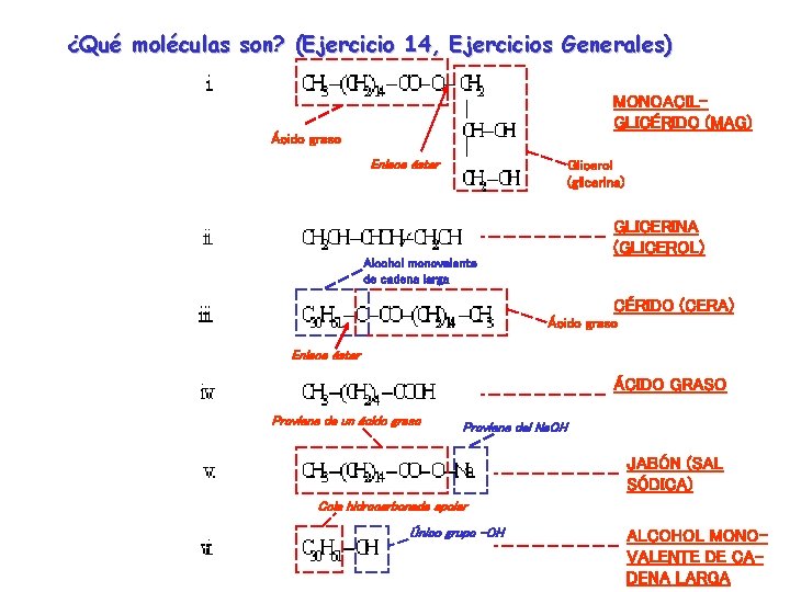 ¿Qué moléculas son? (Ejercicio 14, Ejercicios Generales) MONOACILGLICÉRIDO (MAG) Ácido graso Enlace éster Glicerol ¿Qué moléculas son? (Ejercicio 14, Ejercicios Generales) MONOACILGLICÉRIDO (MAG) Ácido graso Enlace éster Glicerol