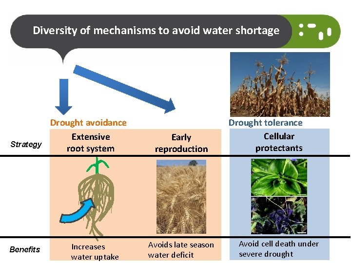 Diversity of mechanisms to avoid water shortage Strategy Benefits Drought avoidance Extensive root system