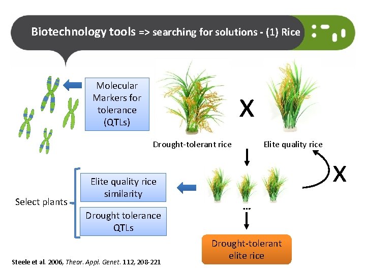 Biotechnology tools => searching for solutions - (1) Rice Molecular Markers for tolerance (QTLs)