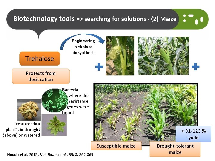 Biotechnology tools => searching for solutions - (2) Maize Trehalose Engineering trehalose biosynthesis Protects