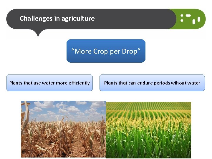 Challenges in agriculture “More Crop per Drop” Plants that use water more efficiently Plants