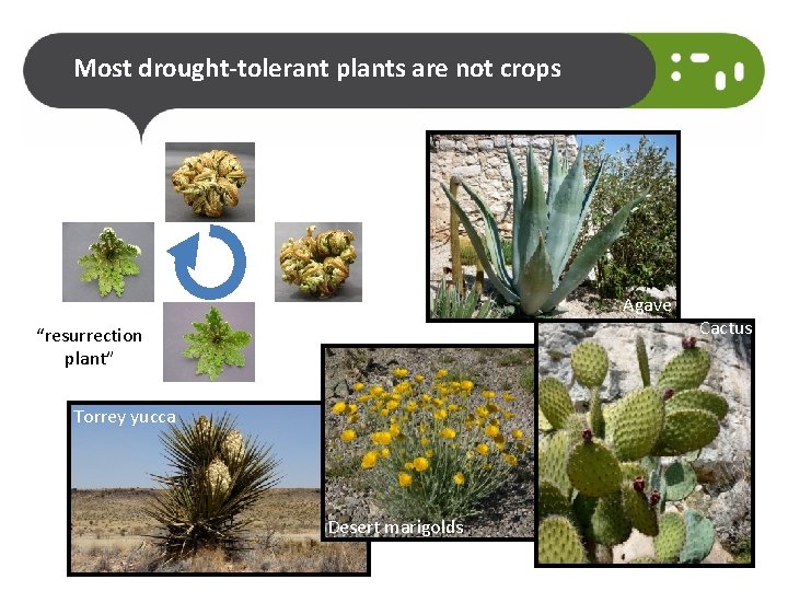 Most drought-tolerant plants are not crops Agave “resurrection plant” Torrey yucca Desert marigolds Cactus