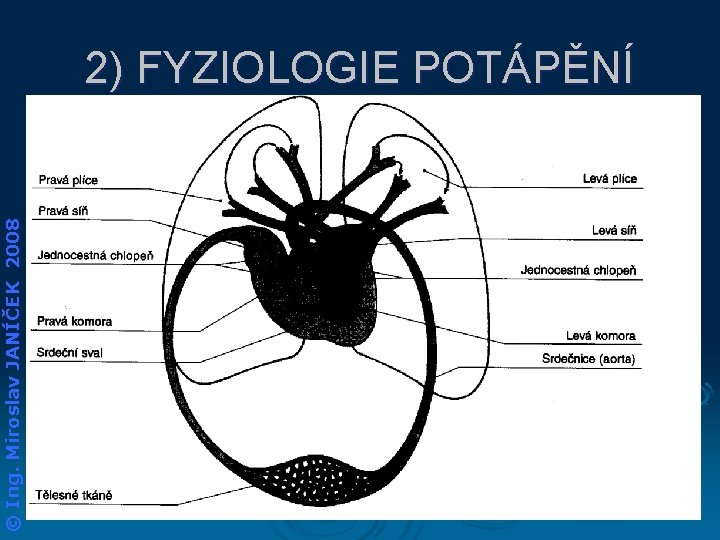 © Ing. Miroslav JANÍČEK 2008 2) FYZIOLOGIE POTÁPĚNÍ 