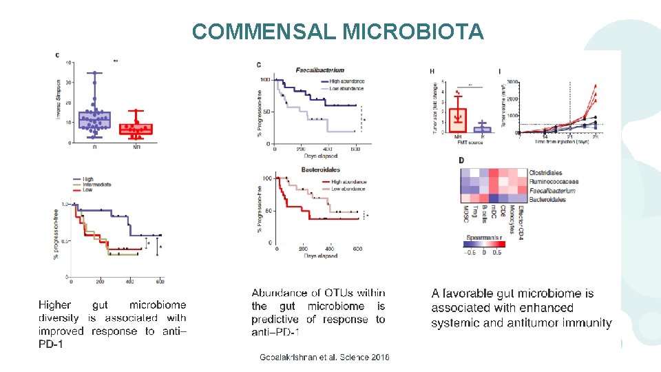 COMMENSAL MICROBIOTA 11 