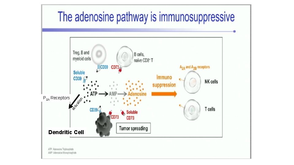 ion ac tiv at P 2 X Receptors Dendritic Cell 