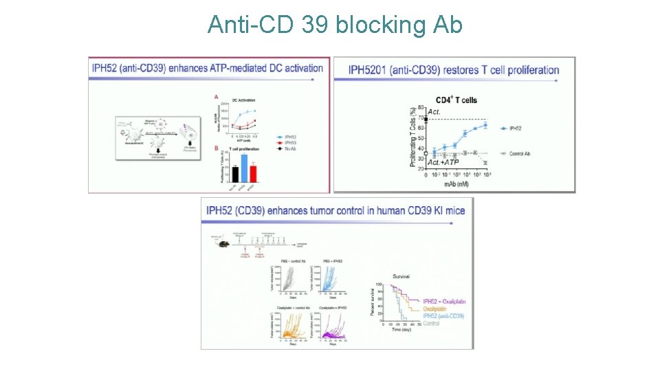 Anti-CD 39 blocking Ab 