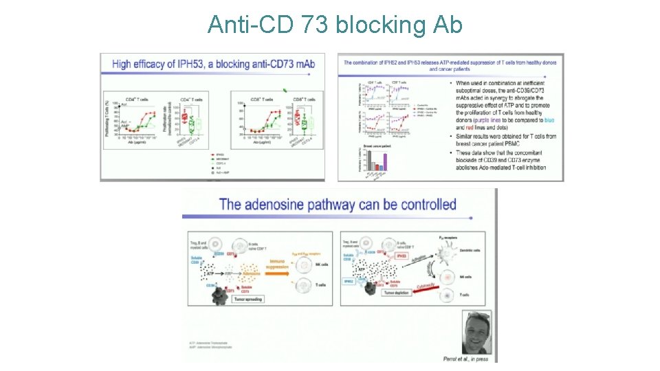 Anti-CD 73 blocking Ab 