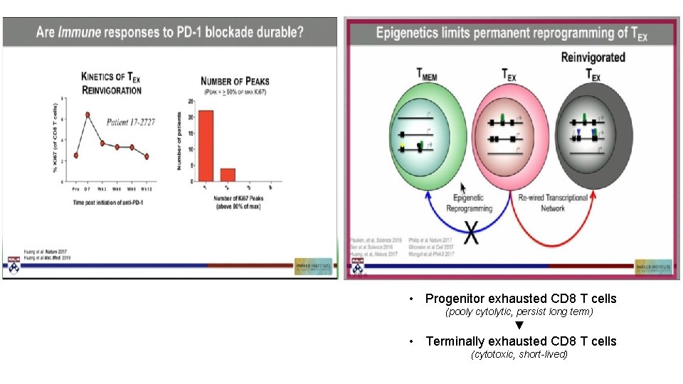  • Progenitor exhausted CD 8 T cells (pooly cytolytic, persist long term) ▼