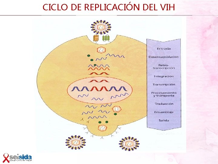 CICLO DE REPLICACIÓN DEL VIH 