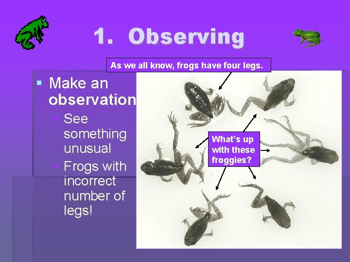 1. Observing As we all know, frogs have four legs. Make an observation See