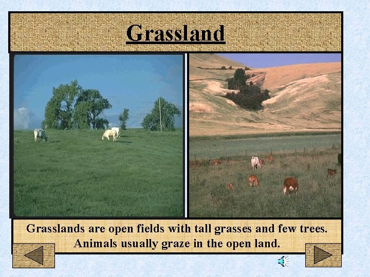 Grasslands are open fields with tall grasses and few trees. Animals usually graze in