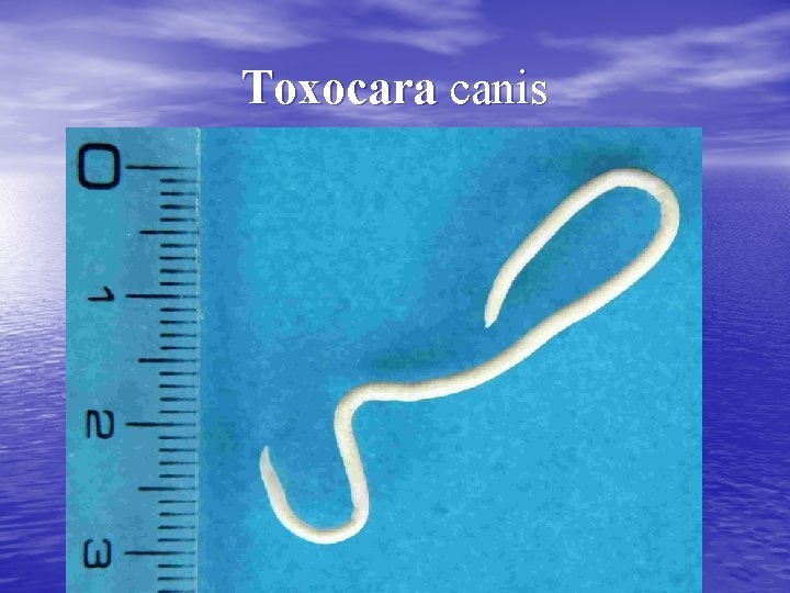 Toxocara canis 