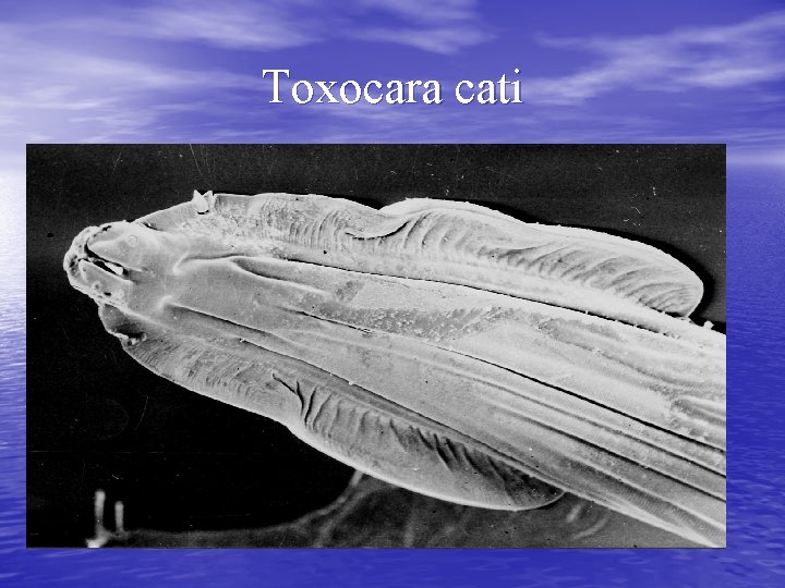 Toxocara cati 