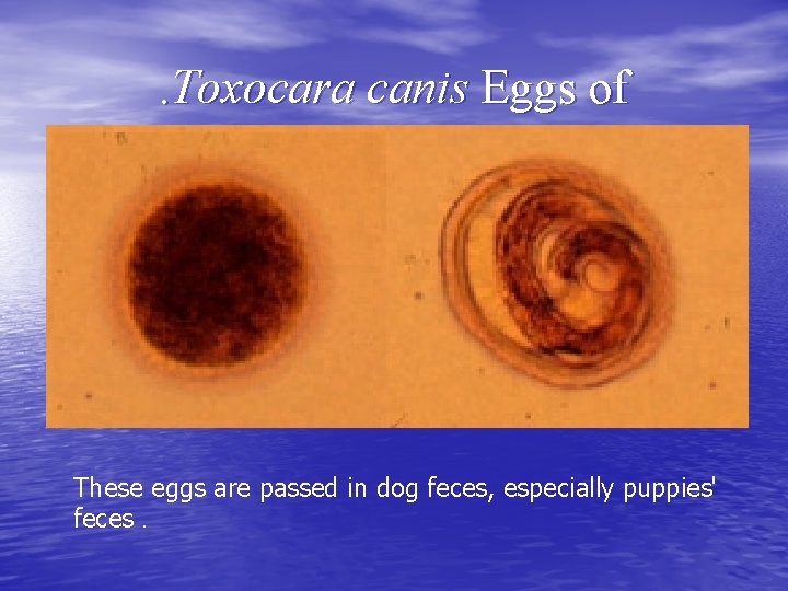 . Toxocara canis Eggs of These eggs are passed in dog feces, especially puppies'