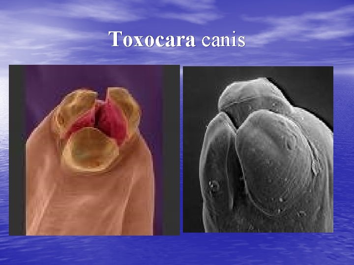 Toxocara canis 