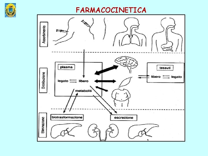 FARMACOCINETICA 