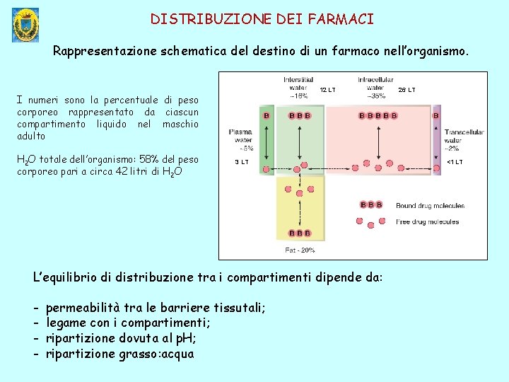 DISTRIBUZIONE DEI FARMACI Rappresentazione schematica del destino di un farmaco nell’organismo. 12 LT I