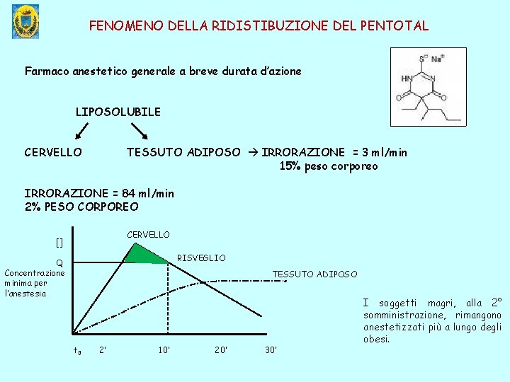 FENOMENO DELLA RIDISTIBUZIONE DEL PENTOTAL Farmaco anestetico generale a breve durata d’azione LIPOSOLUBILE CERVELLO