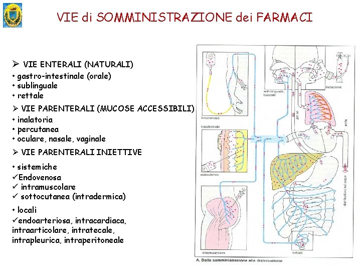 VIE di SOMMINISTRAZIONE dei FARMACI Ø VIE ENTERALI (NATURALI) • gastro-intestinale (orale) • sublinguale