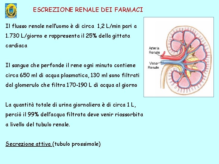 ESCREZIONE RENALE DEI FARMACI Il flusso renale nell’uomo è di circa 1, 2 L/min