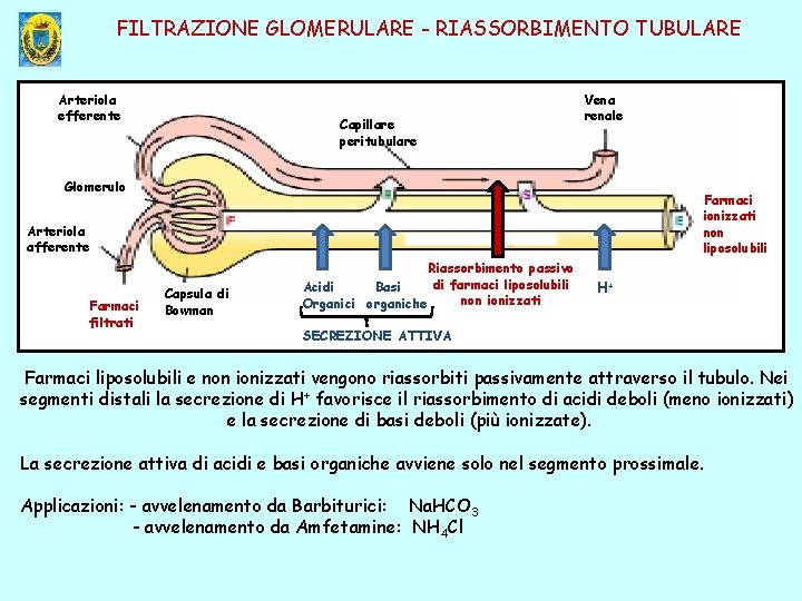 FILTRAZIONE GLOMERULARE - RIASSORBIMENTO TUBULARE Arteriola efferente Capillare peritubulare Vena renale Glomerulo Farmaci ionizzati