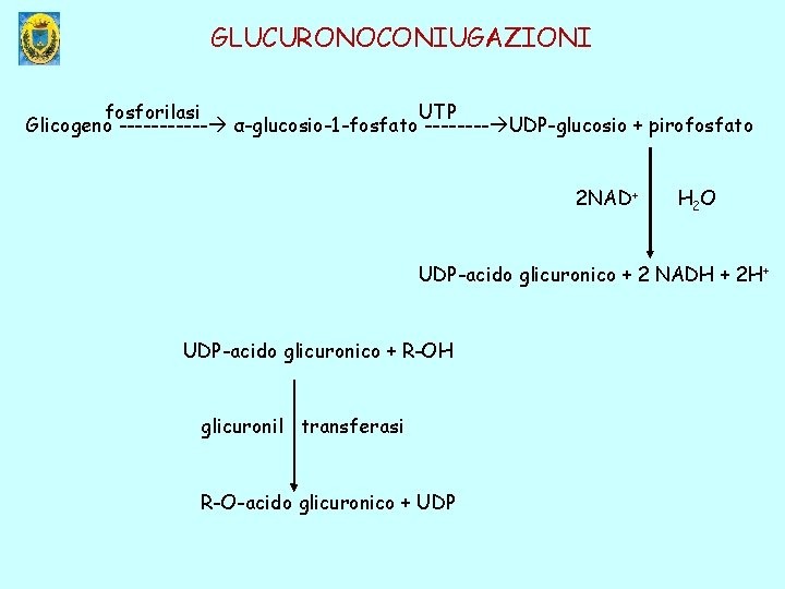 GLUCURONOCONIUGAZIONI fosforilasi UTP Glicogeno ------ α-glucosio-1 -fosfato ---- UDP-glucosio + pirofosfato 2 NAD+ H