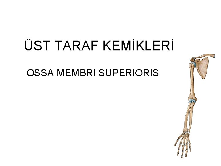 ÜST TARAF KEMİKLERİ OSSA MEMBRI SUPERIORIS 