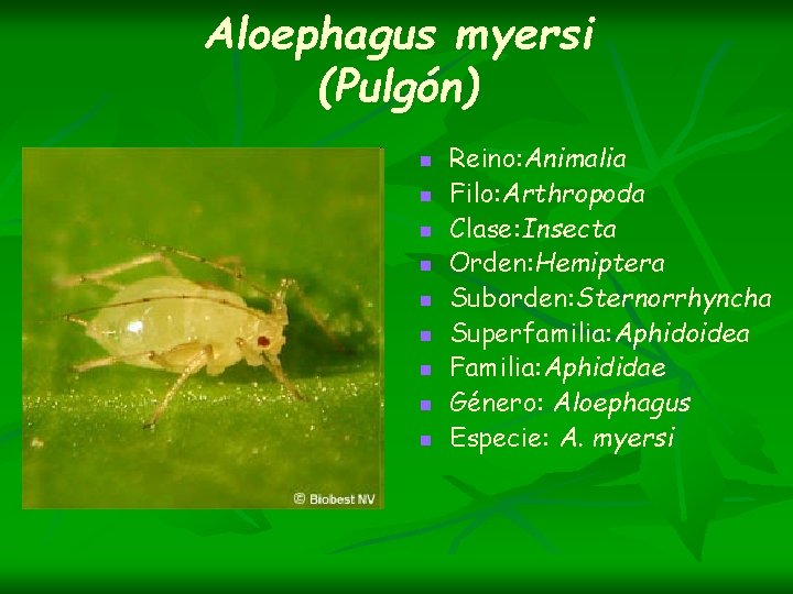 Aloephagus myersi (Pulgón) n n n n n Reino: Animalia Filo: Arthropoda Clase: Insecta