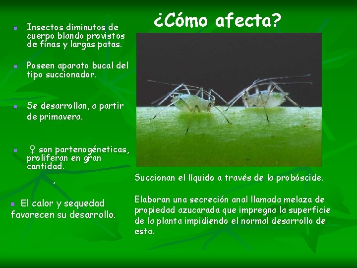 n n Insectos diminutos de cuerpo blando provistos de finas y largas patas. Poseen