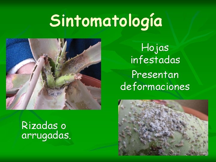 Sintomatología Hojas infestadas Presentan deformaciones Rizadas o arrugadas. 