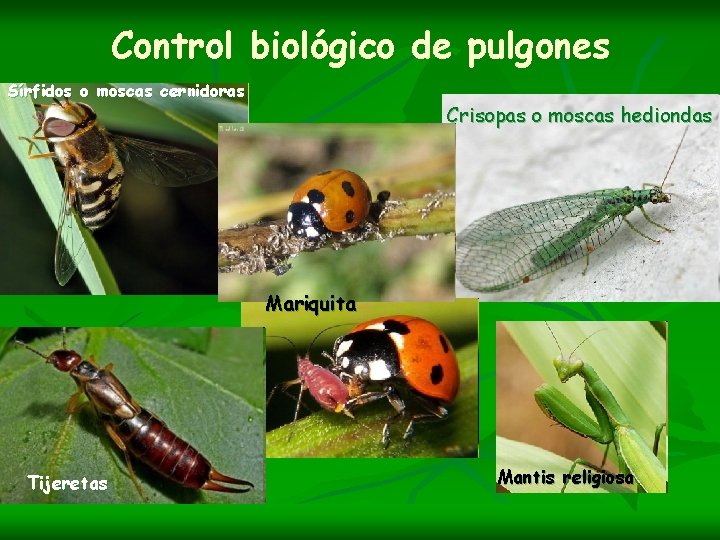 Control biológico de pulgones Sírfidos o moscas cernidoras Crisopas o moscas hediondas Mariquita Tijeretas