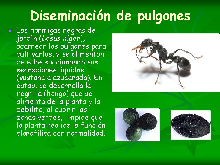 Diseminación de pulgones n Las hormigas negras de jardín (Lasus niger), acarrean los pulgones