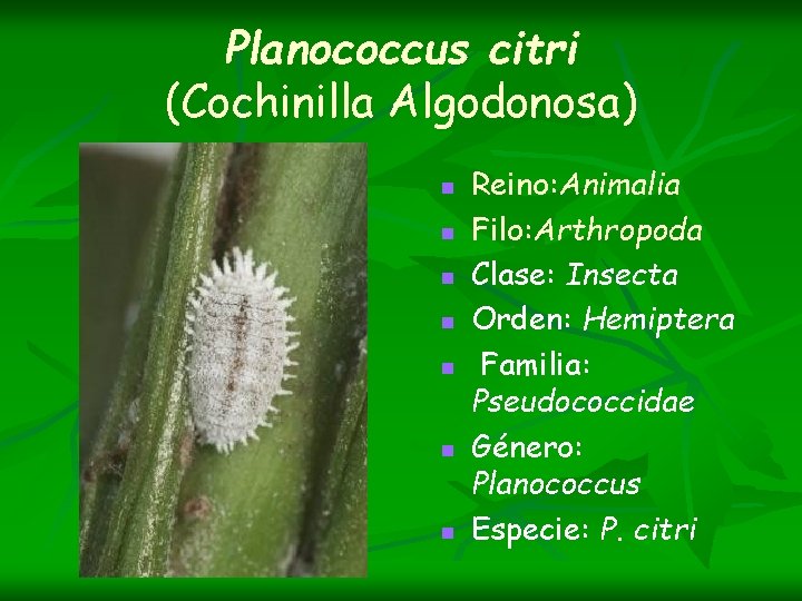Planococcus citri (Cochinilla Algodonosa) n n n n Reino: Animalia Filo: Arthropoda Clase: Insecta