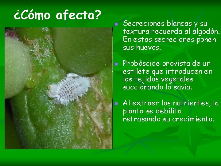 ¿Cómo afecta? n n n Secreciones blancas y su textura recuerda al algodón. En