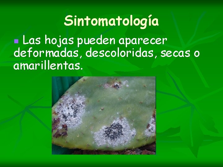 Sintomatología Las hojas pueden aparecer deformadas, descoloridas, secas o amarillentas. n 