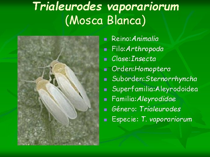 Trialeurodes vaporariorum (Mosca Blanca) n n n n n Reino: Animalia Filo: Arthropoda Clase: