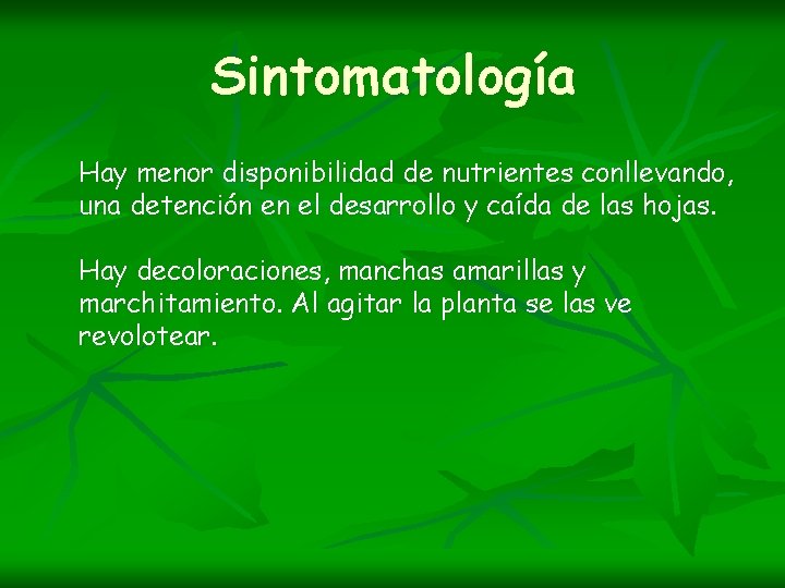 Sintomatología Hay menor disponibilidad de nutrientes conllevando, una detención en el desarrollo y caída