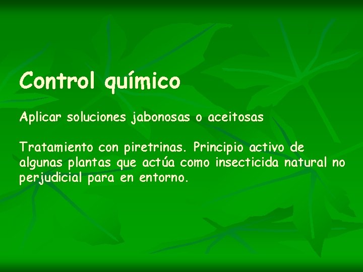 Control químico Aplicar soluciones jabonosas o aceitosas Tratamiento con piretrinas. Principio activo de algunas