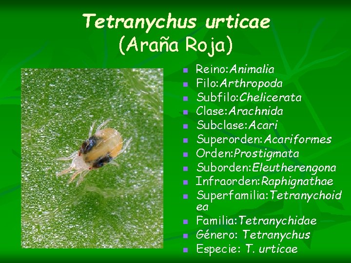 Tetranychus urticae (Araña Roja) n n n n Reino: Animalia Filo: Arthropoda Subfilo: Chelicerata