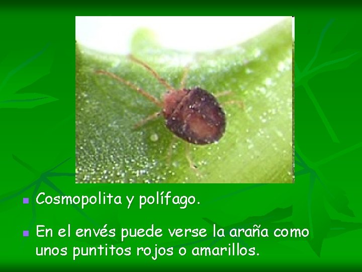 n n Cosmopolita y polífago. En el envés puede verse la araña como unos