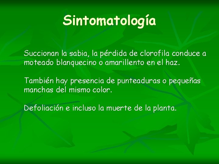 Sintomatología Succionan la sabia, la pérdida de clorofila conduce a moteado blanquecino o amarillento