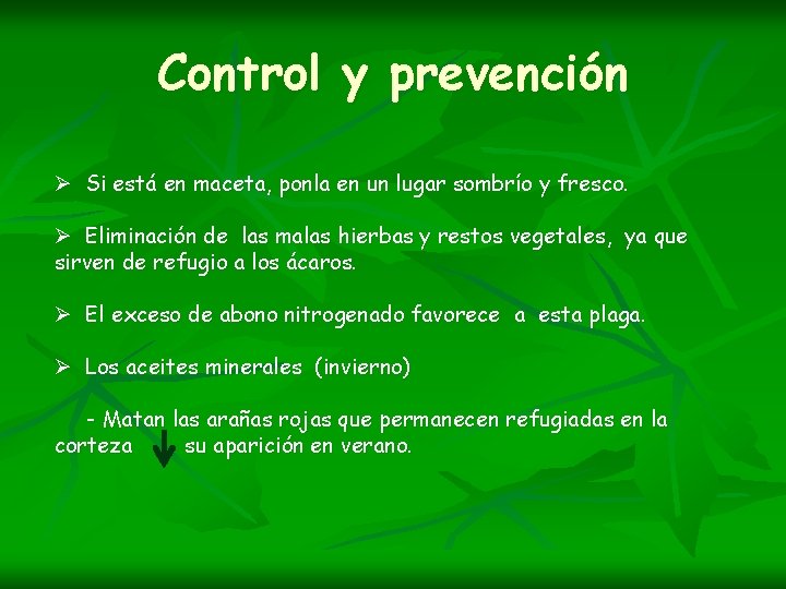 Control y prevención Ø Si está en maceta, ponla en un lugar sombrío y