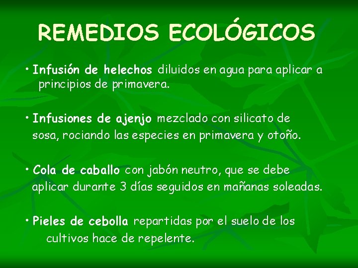REMEDIOS ECOLÓGICOS • Infusión de helechos diluidos en agua para aplicar a principios de