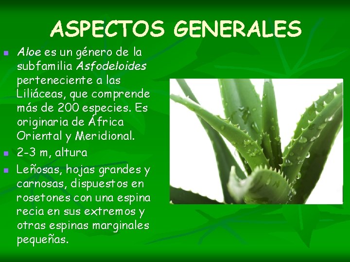 ASPECTOS GENERALES n n n Aloe es un género de la subfamilia Asfodeloides perteneciente