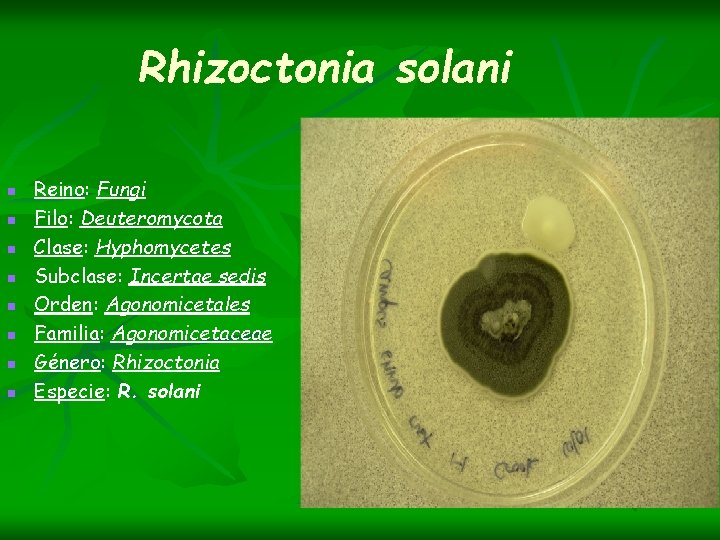 Rhizoctonia solani n n n n Reino: Fungi Filo: Deuteromycota Clase: Hyphomycetes Subclase: Incertae