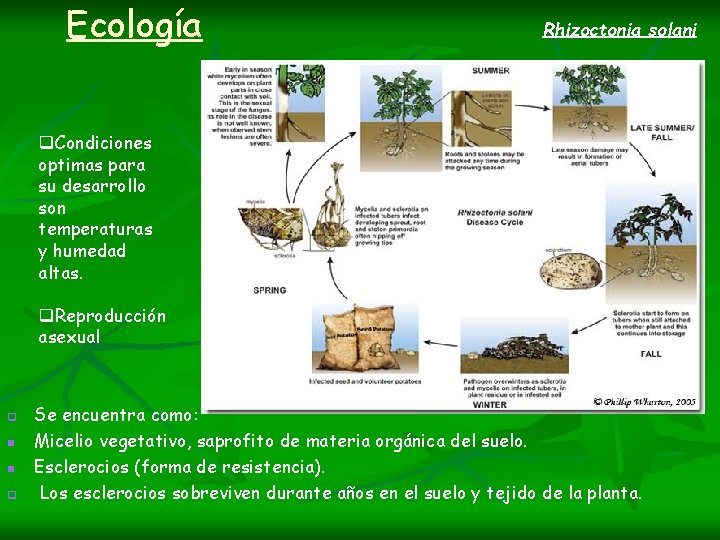 Ecología Rhizoctonia solani q. Condiciones optimas para su desarrollo son temperaturas y humedad altas.