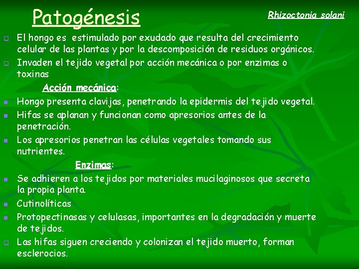 Patogénesis q q n n n q Rhizoctonia solani El hongo es estimulado por