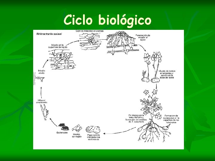 Ciclo biológico 